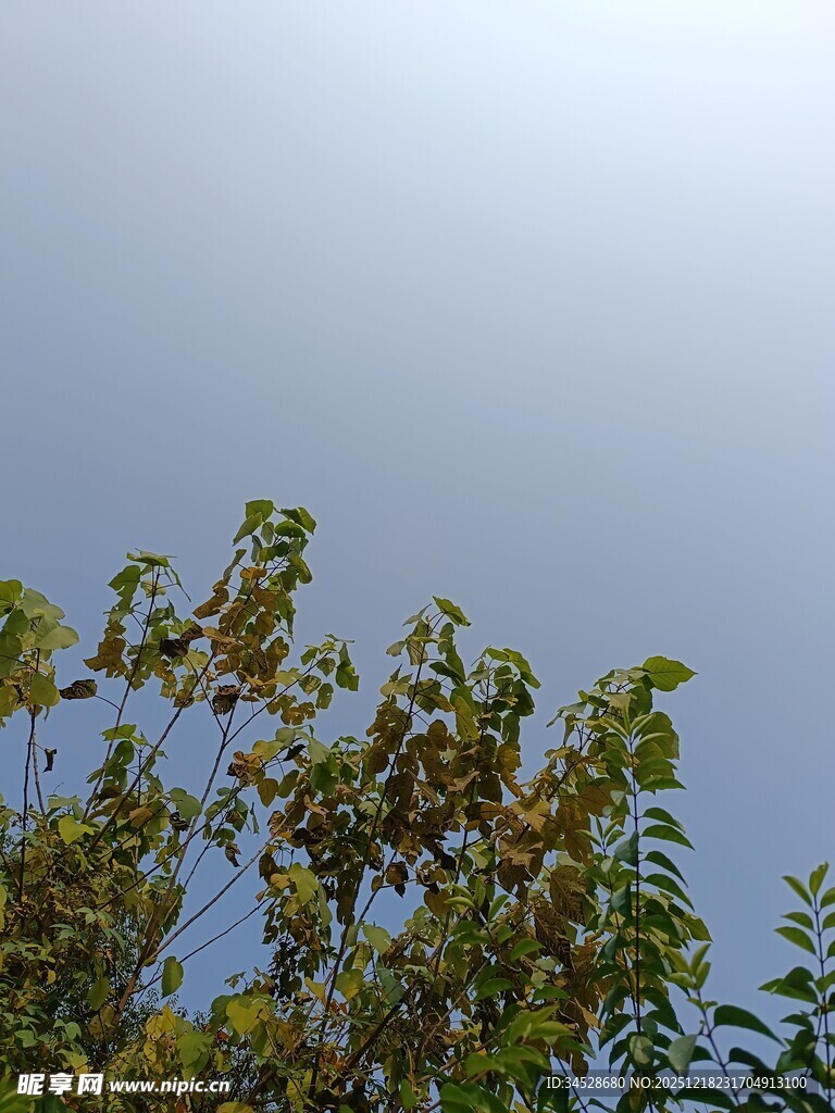 阳光下的繁茂树叶