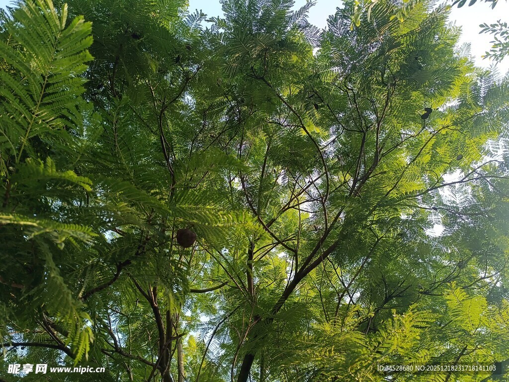 枝叶繁茂的绿树景观