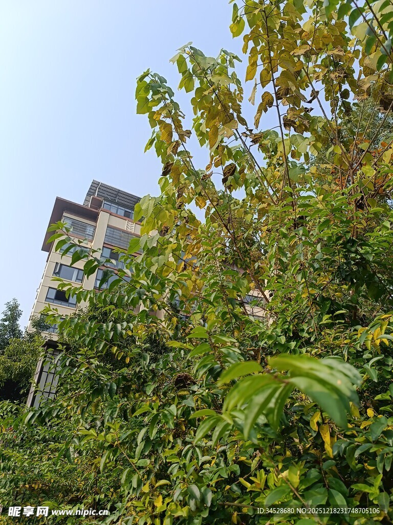 绿树掩映中的多层建筑