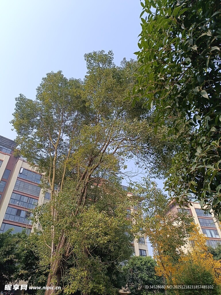 绿树环绕的居民楼