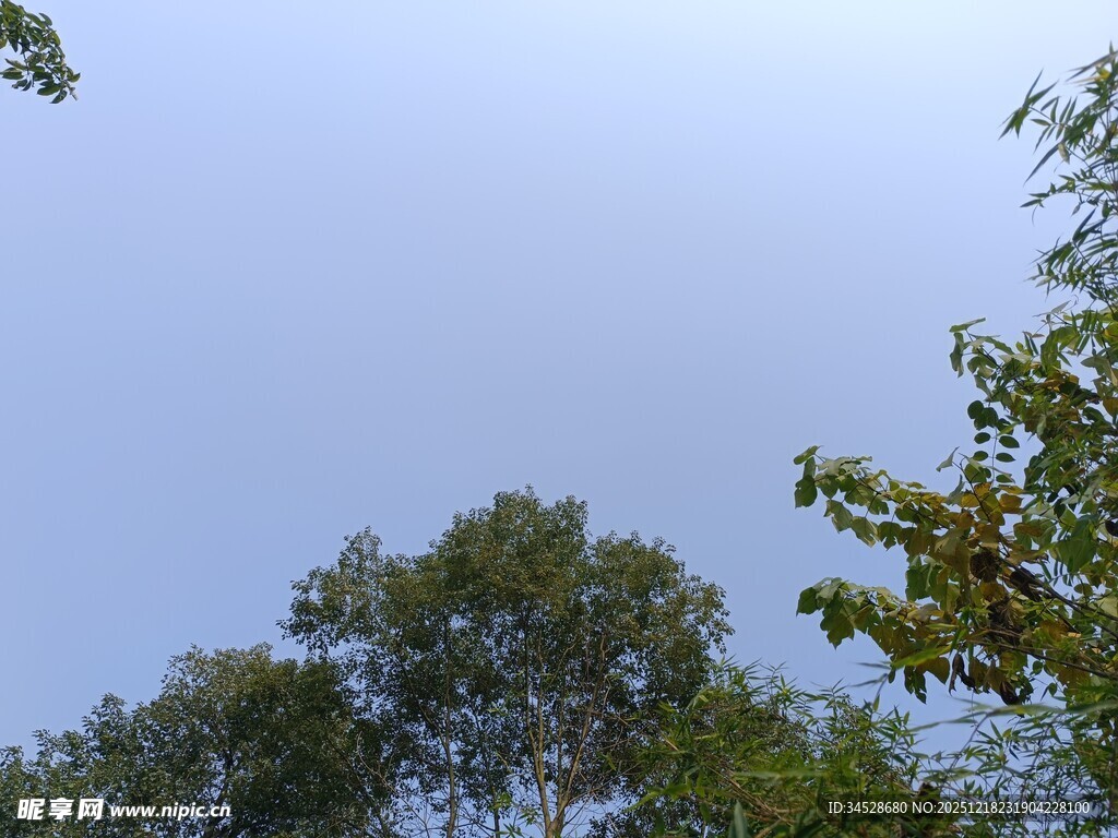 仰视蓝天绿树