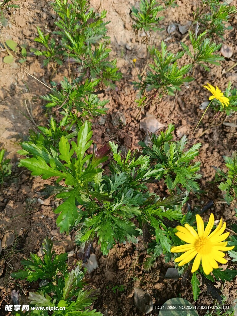 田野中的黄色小花绽放