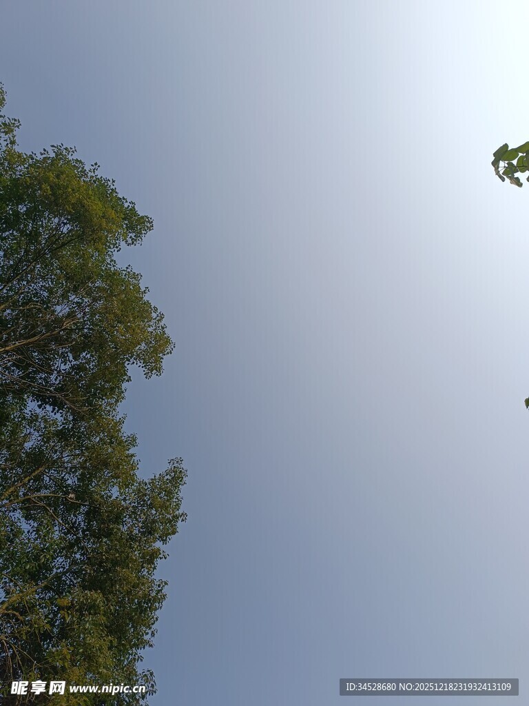 仰视绿树与晴朗天空