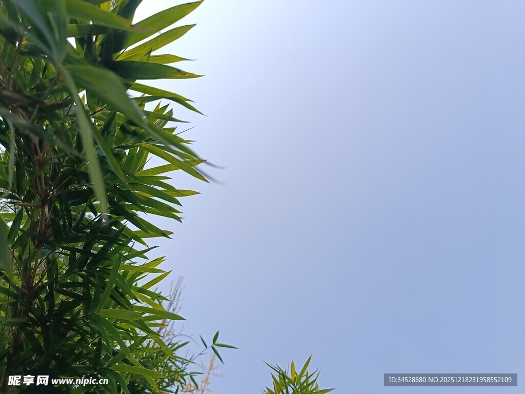 仰视翠绿竹叶与蓝天