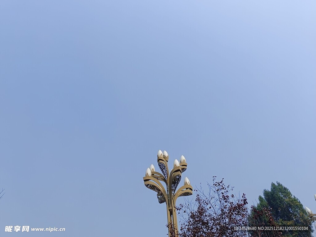 蓝天之下的独特植物景观