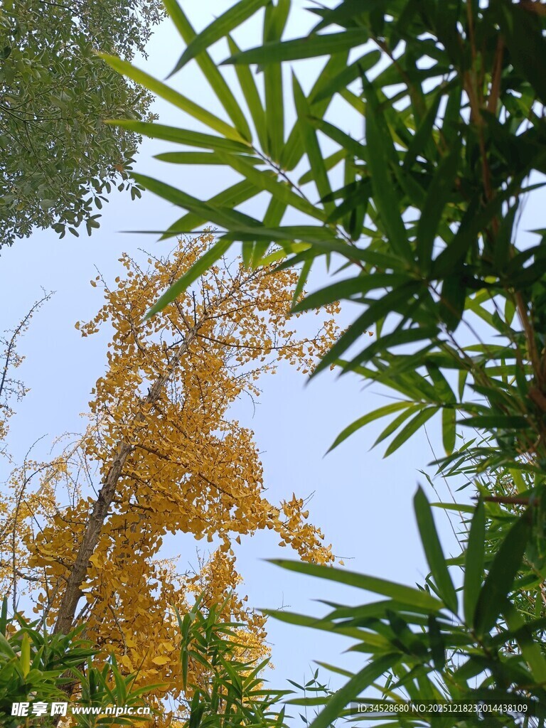 秋日林间黄叶翠竹相映