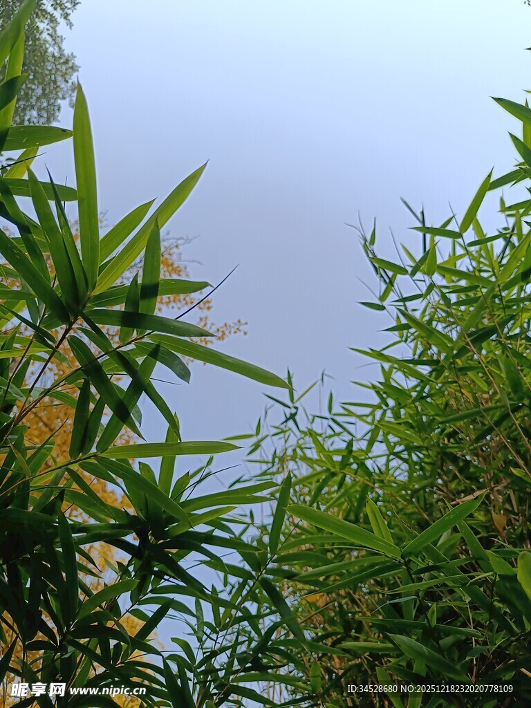 蓝天映衬下的葱郁绿植