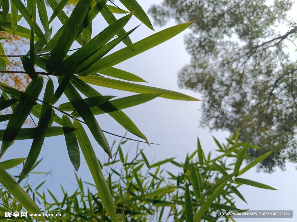 仰视翠竹与枝叶