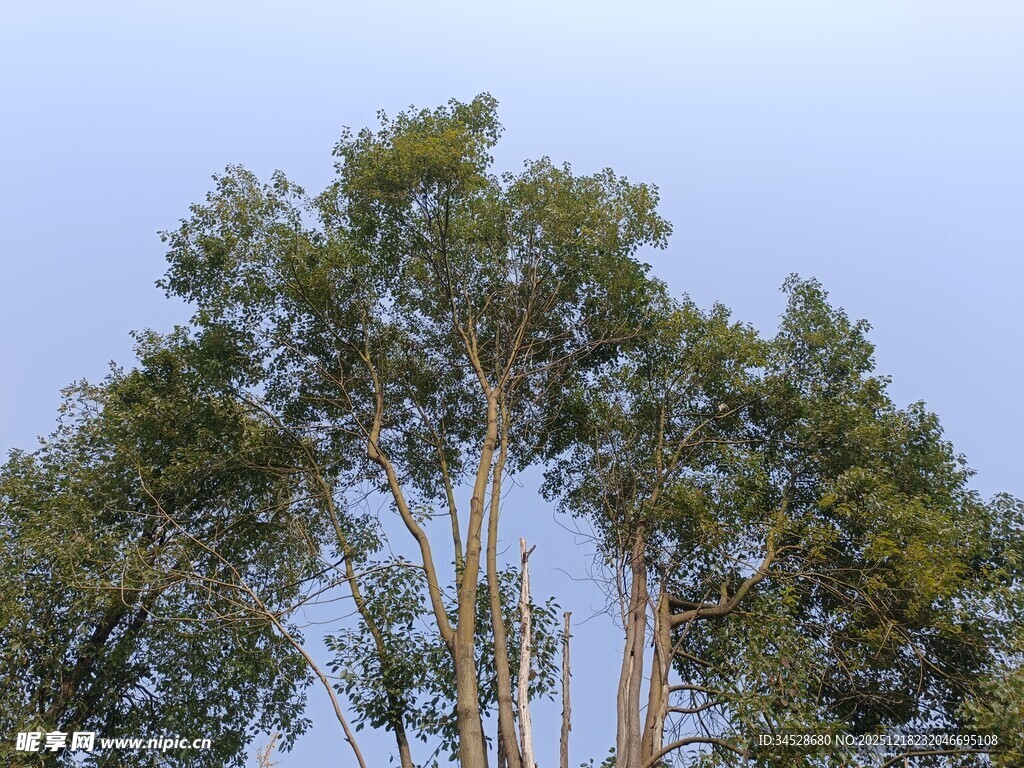挺拔树木映蓝天