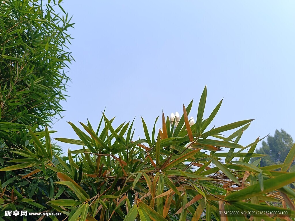 翠绿竹叶映蓝天