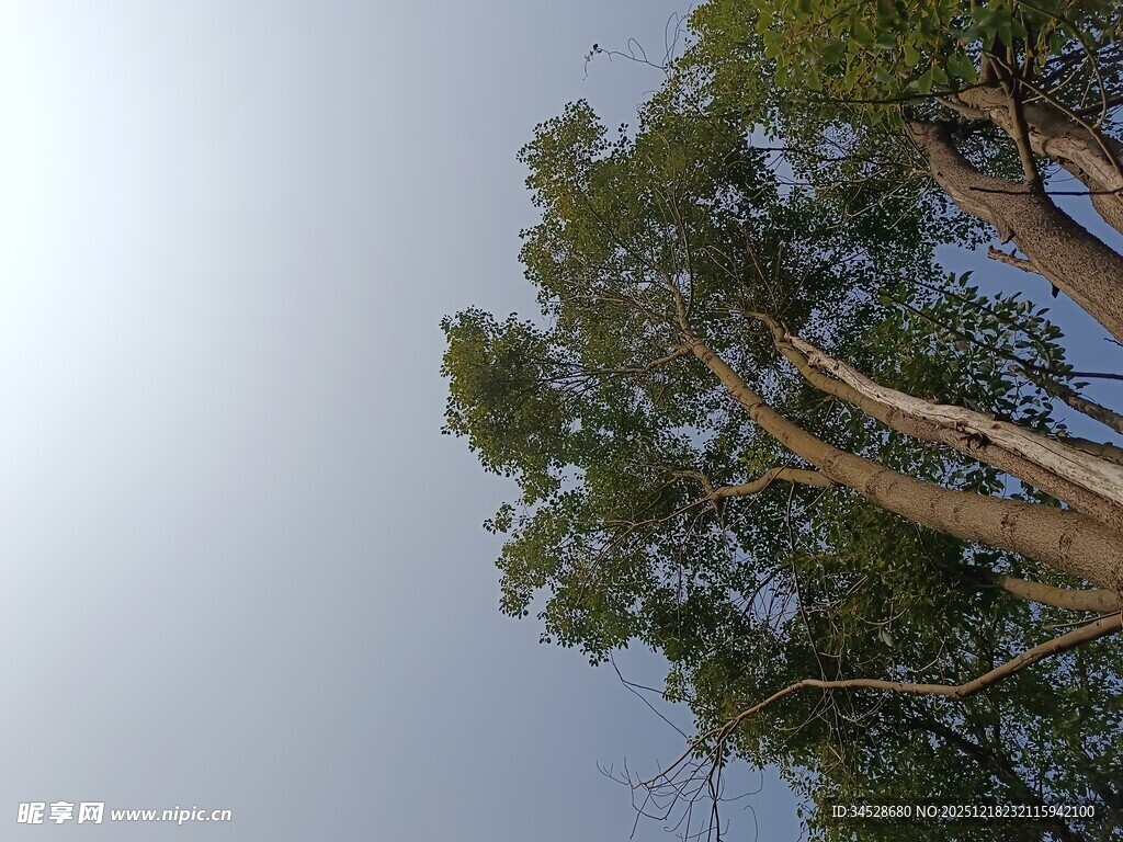 仰视茂密树木的枝干