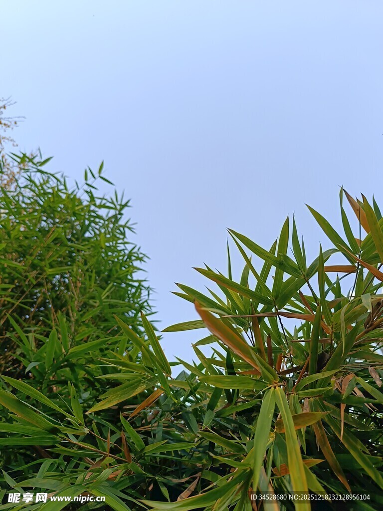 翠绿植物与蓝天相映