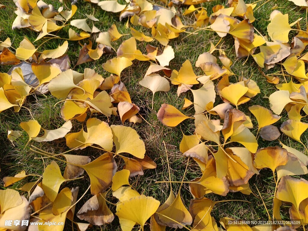 银杏落叶铺就秋日美景
