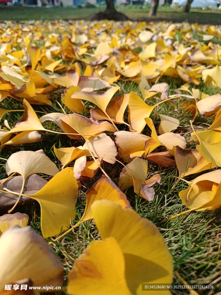 金黄银杏叶铺就美丽秋景