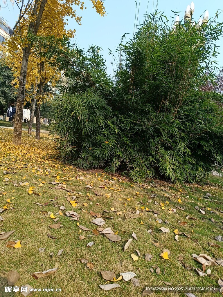 秋日草坪旁的绿植景观