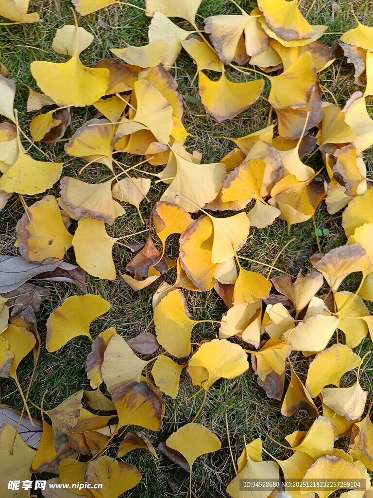 地上金黄银杏落叶美景