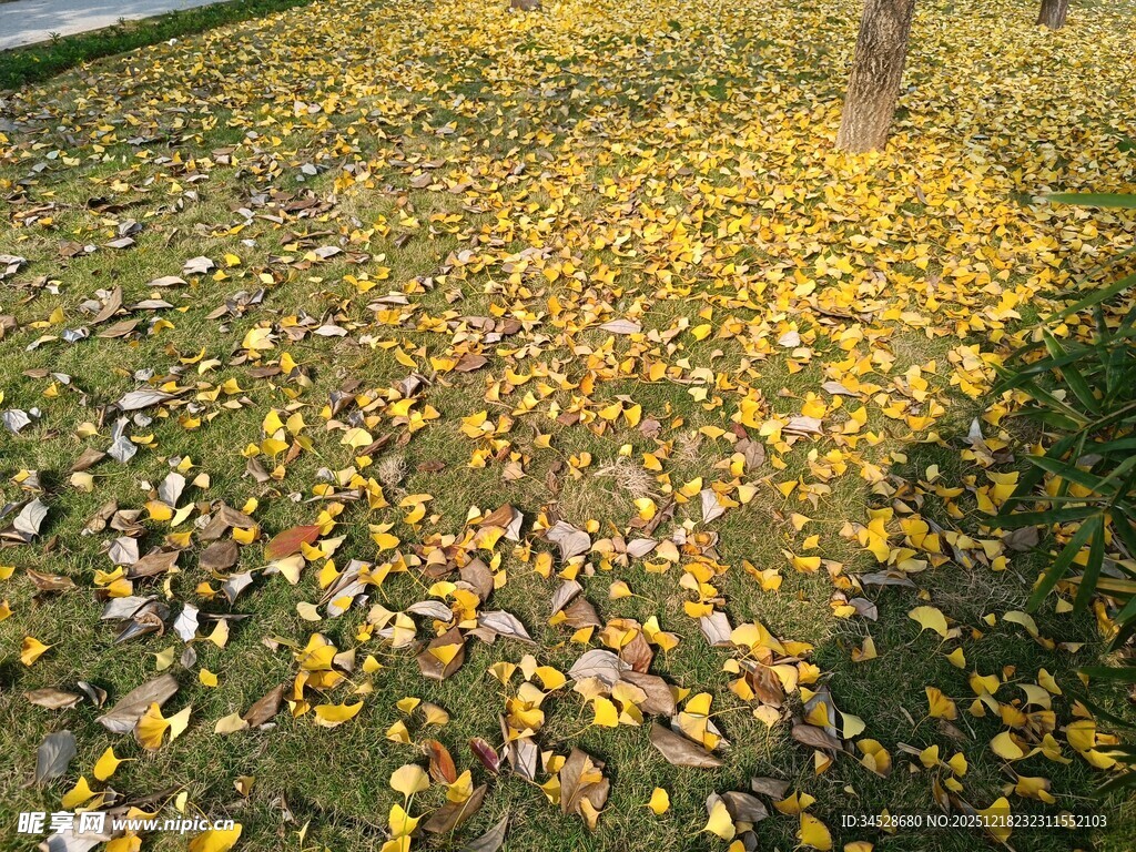 金黄落叶铺就诗意草地