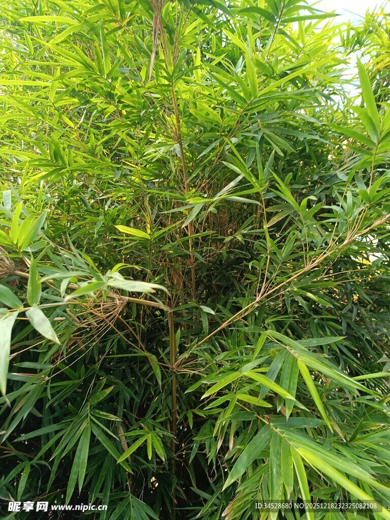 翠绿繁茂的竹林景观