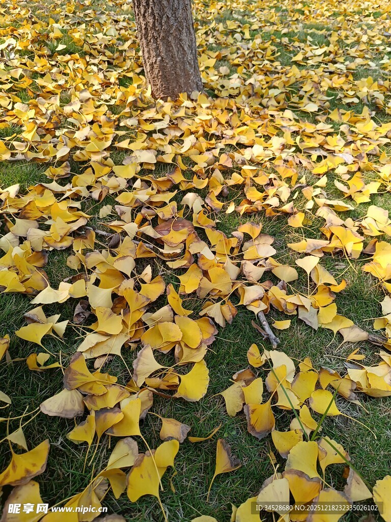 树下金黄银杏叶美景