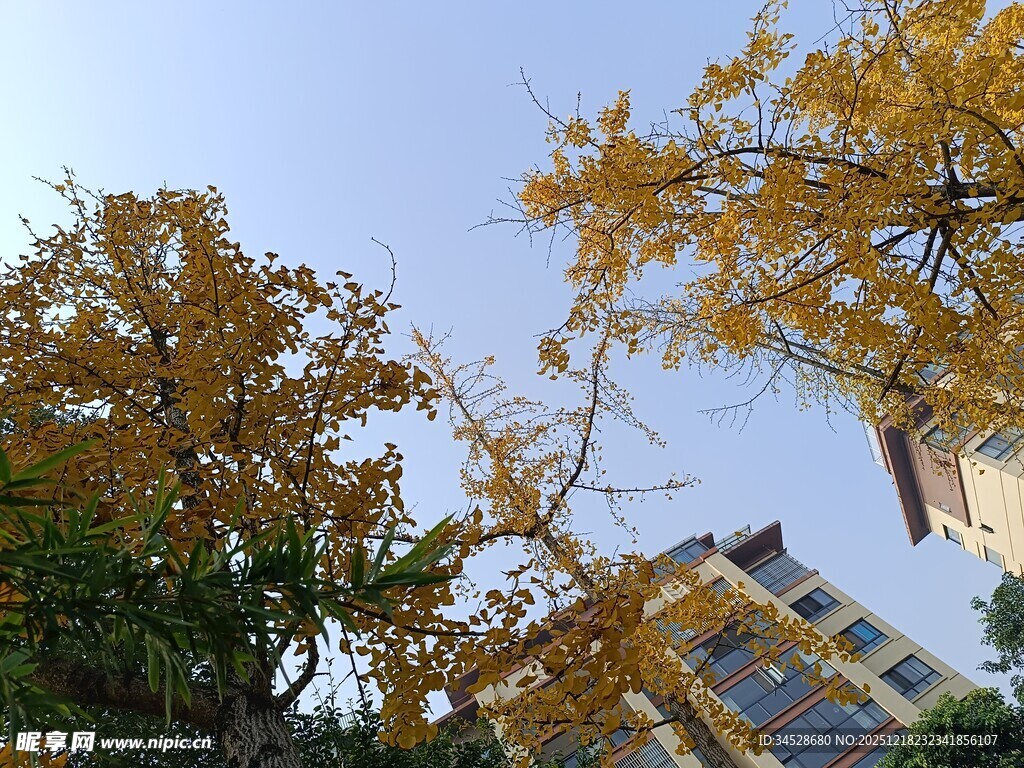 秋日银杏与楼宇景致