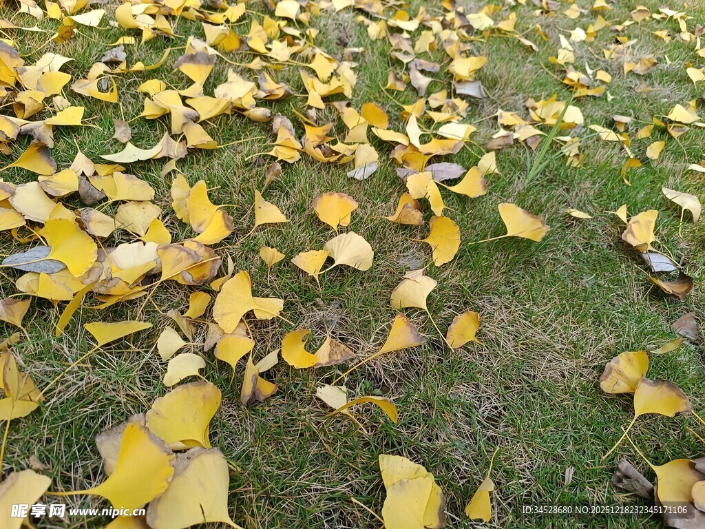 秋日银杏落叶铺满草地