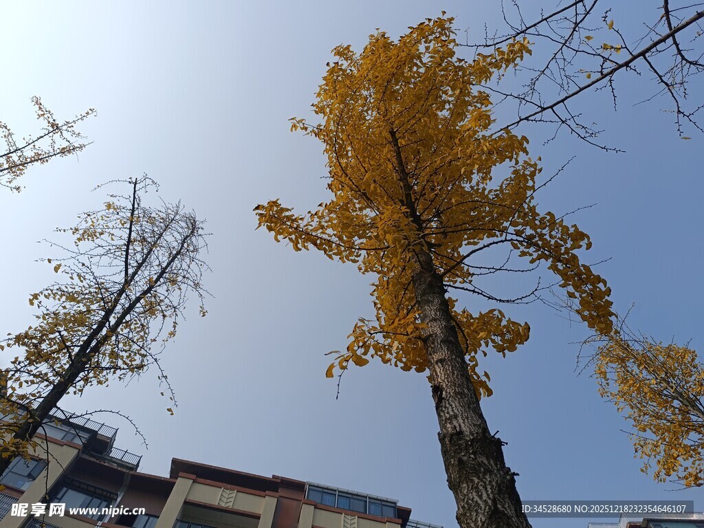 秋日银杏与楼宇景致