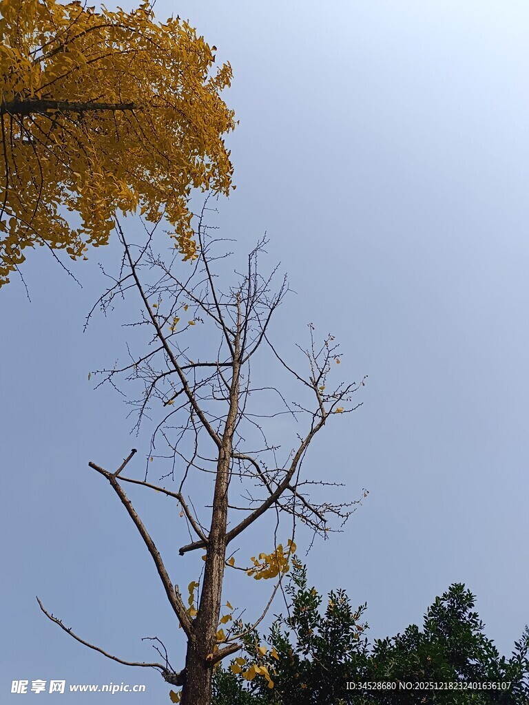 秋日银杏与光秃树木