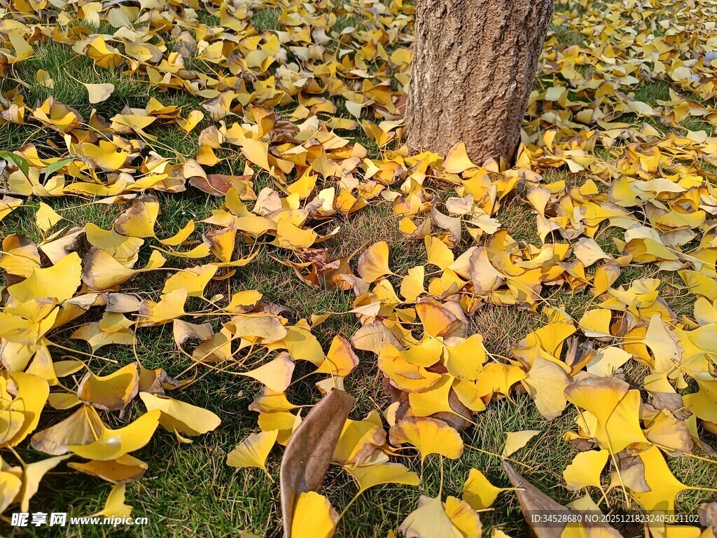 树下金黄银杏叶美景