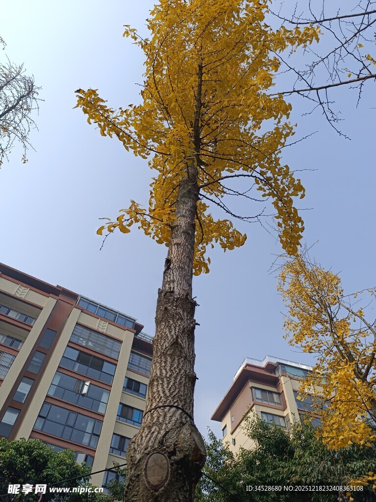 金黄银杏与背后楼宇景观