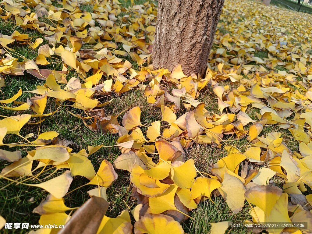 树下金黄落叶秋景图