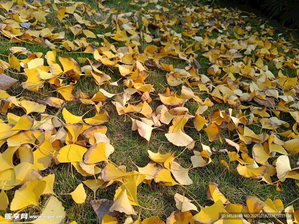 金黄银杏叶铺满地面
