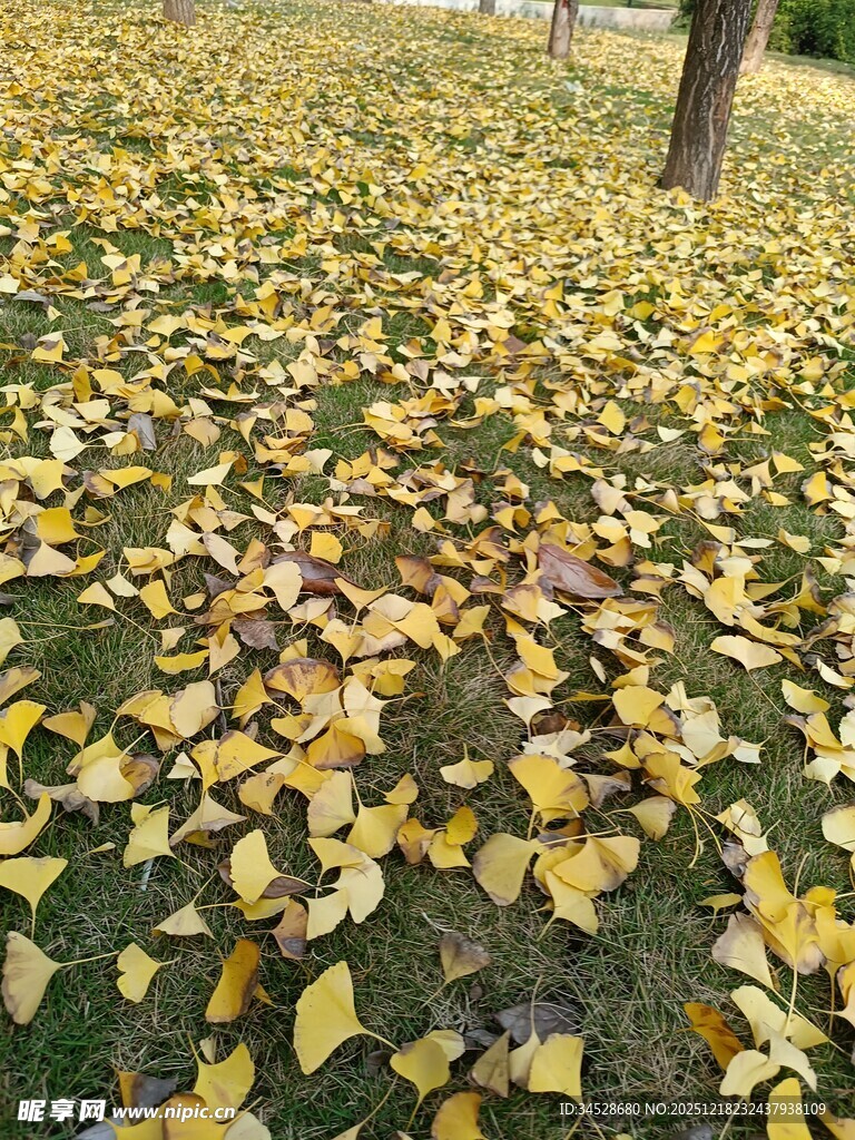 秋日银杏落叶铺满草地