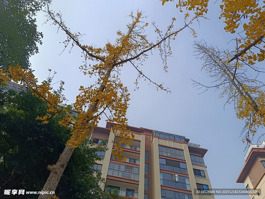 秋日楼前金黄银杏树