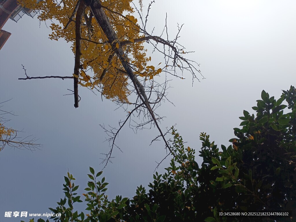 秋日树梢与蓝天相映