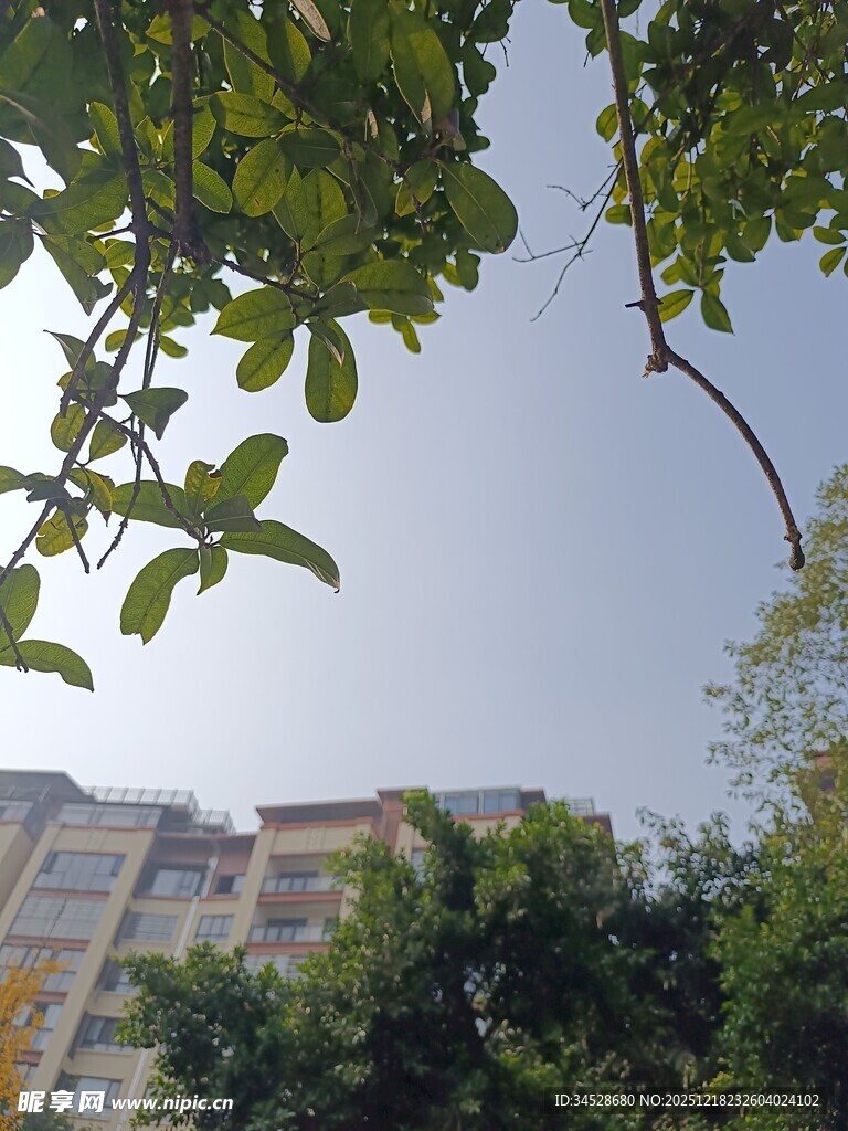 透过枝叶看远处楼房