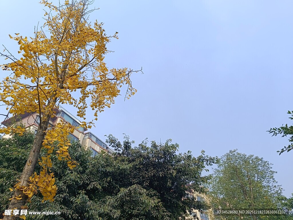 秋日金黄银杏树