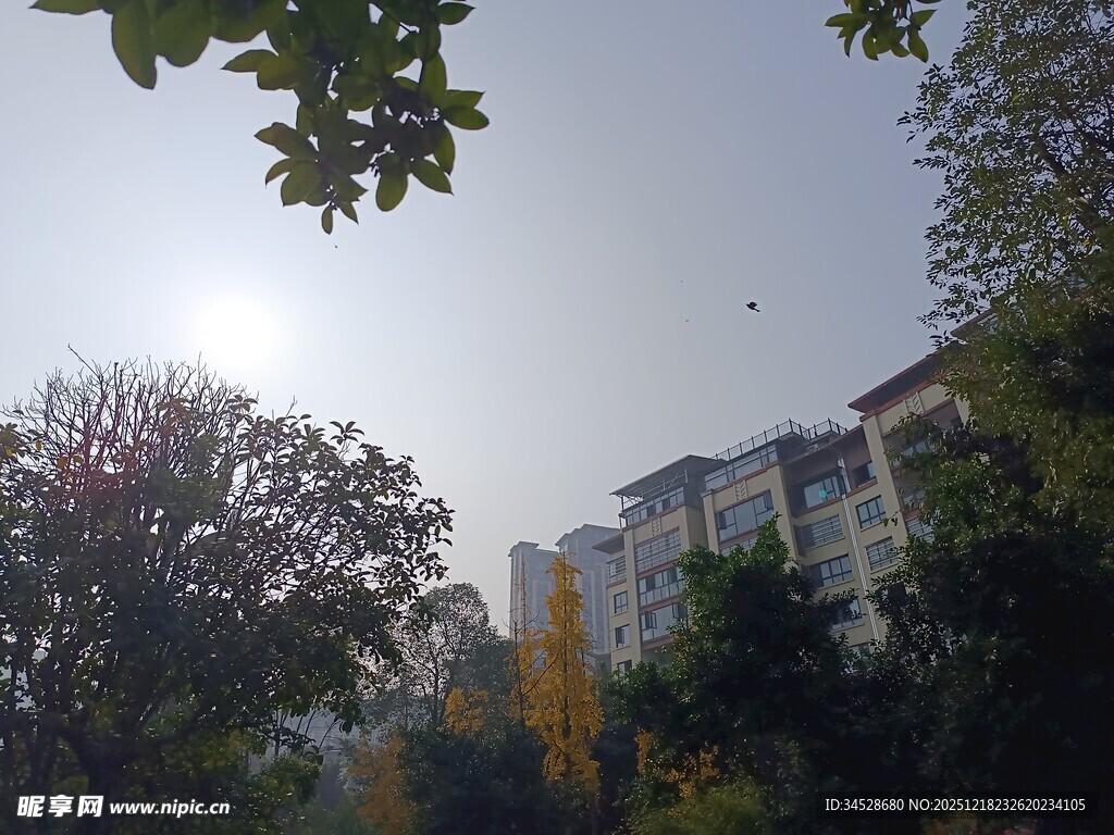 秋日阳光下的城市与树木