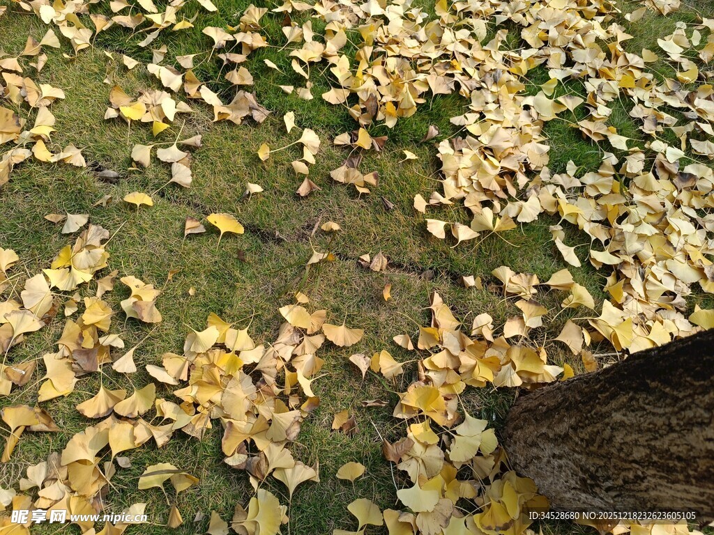 扫帚清扫满地金黄落叶