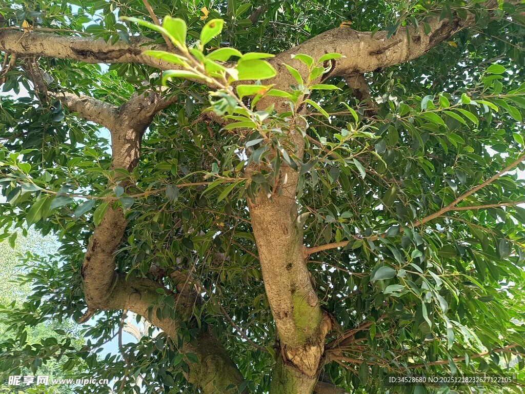 古老大树的繁茂枝叶