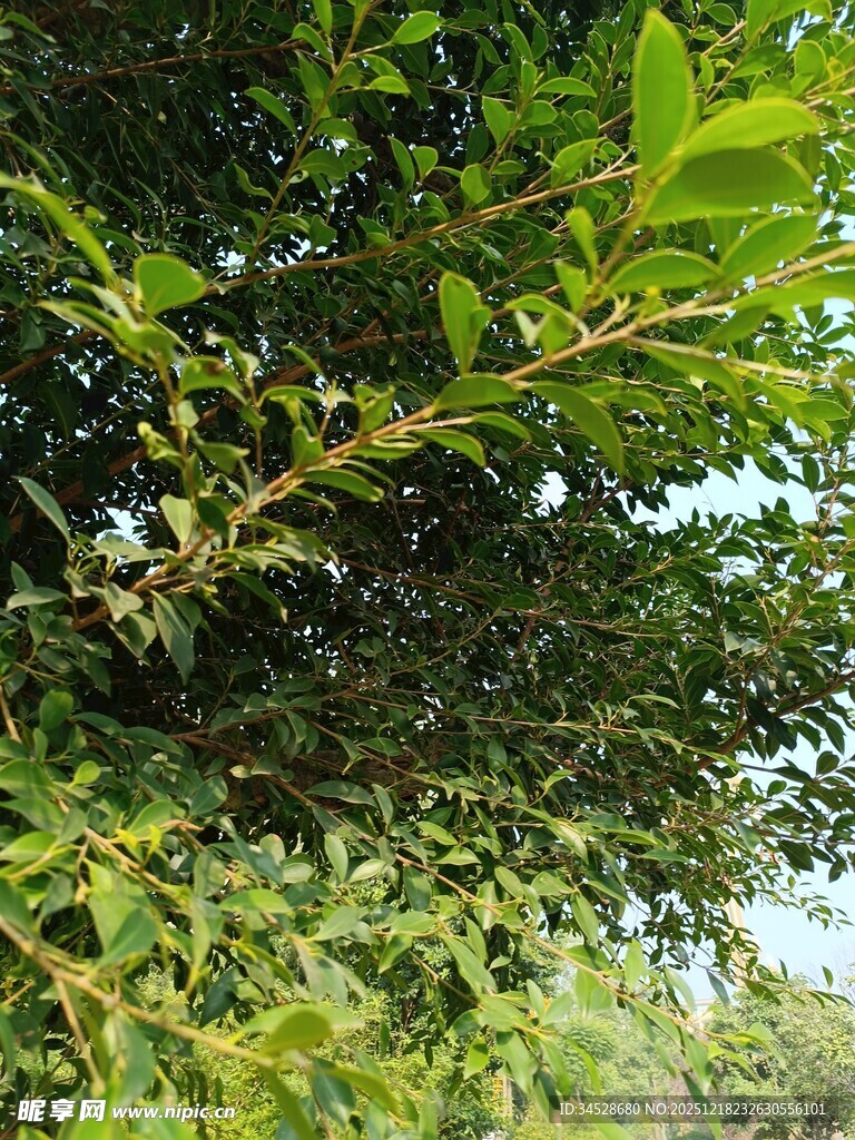 绿叶繁茂的树枝景象