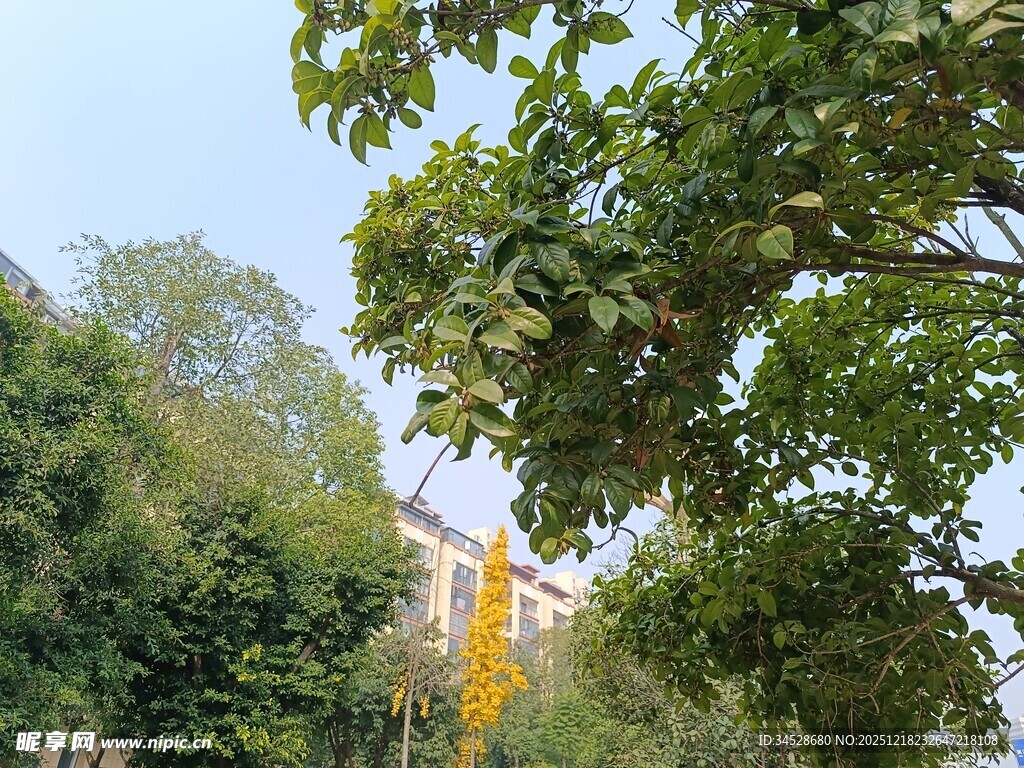 绿树掩映中的建筑一角