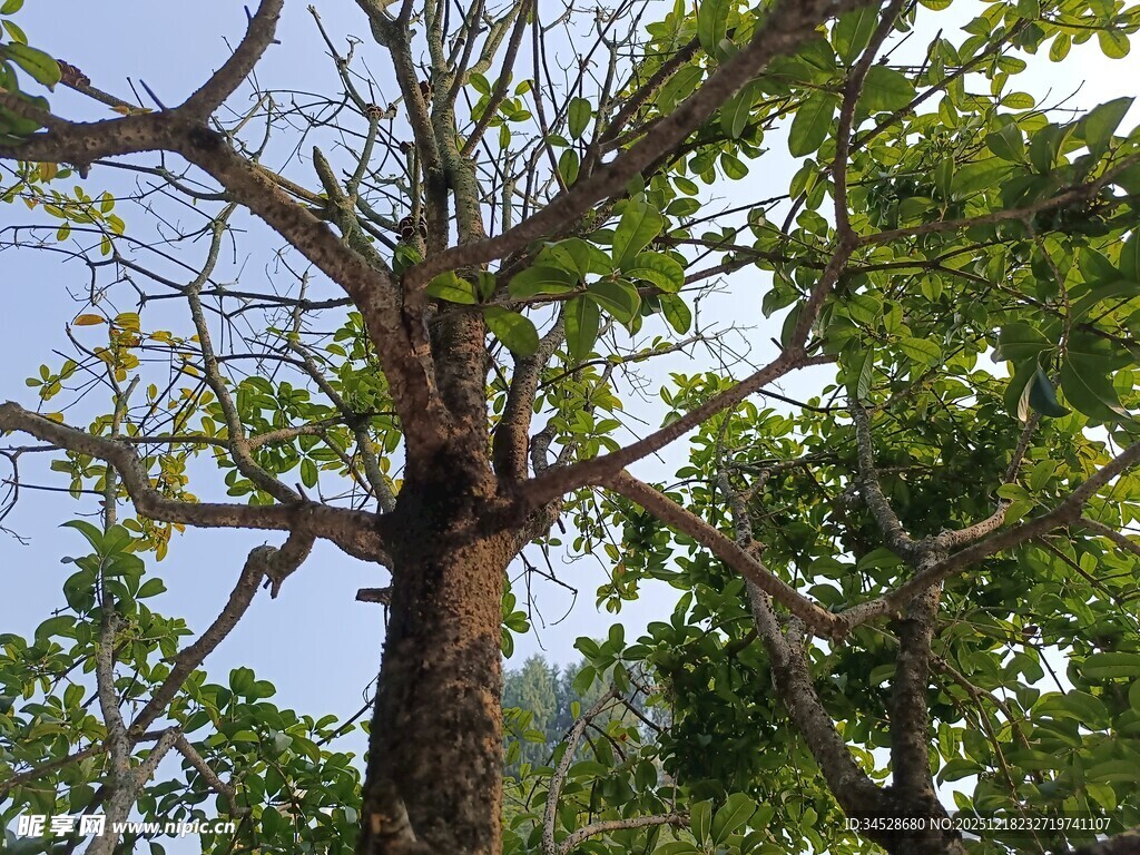 枯树与绿叶的自然景象