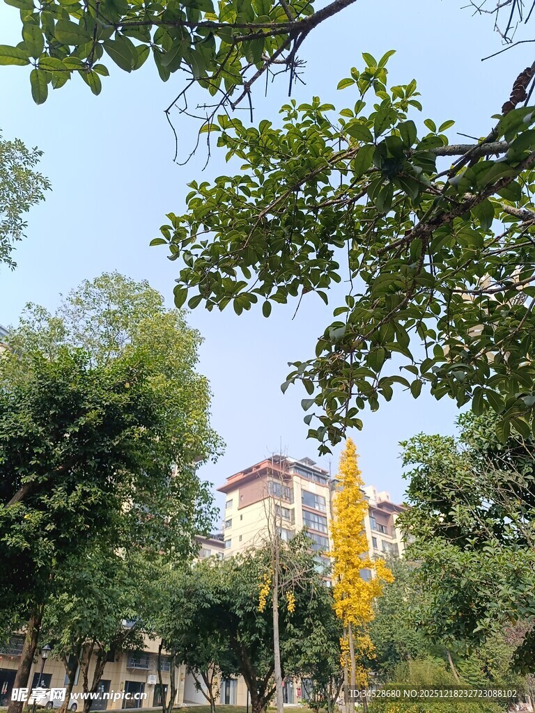 秋日校园绿树掩映的建筑