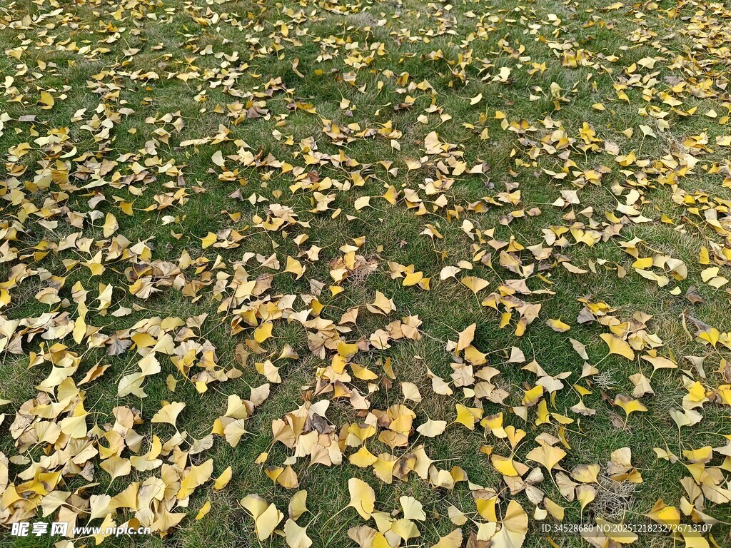 秋日草地银杏落叶美景