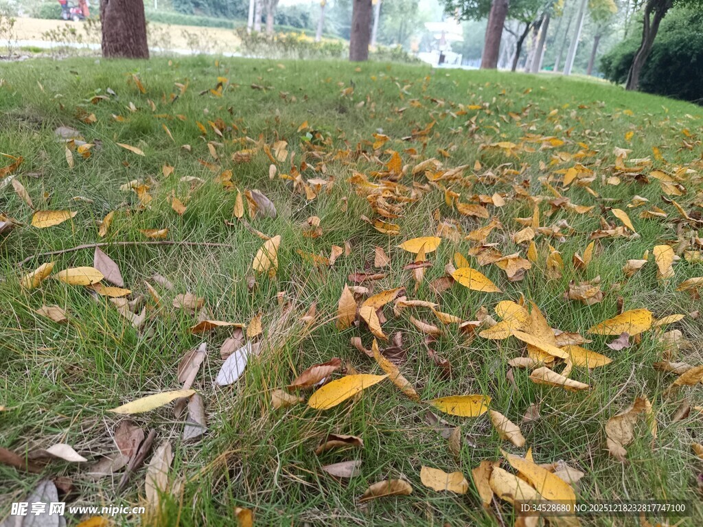 秋日草地落叶景致