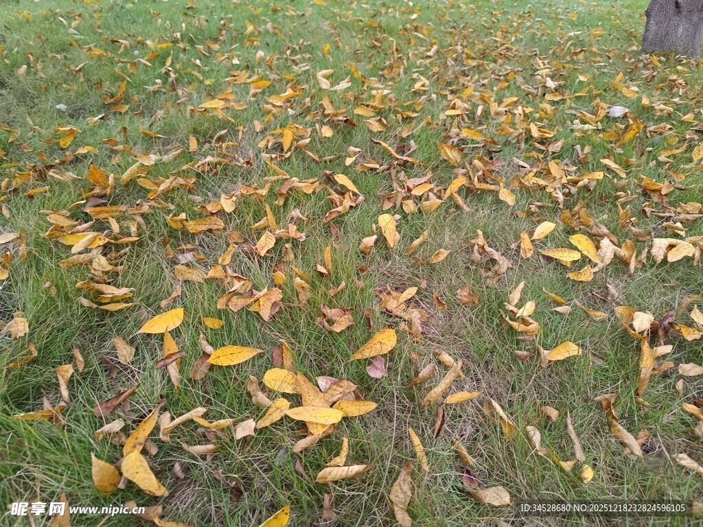 草地上的缤纷落叶