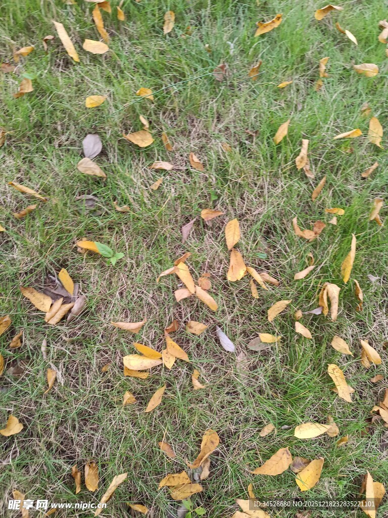 草地上的散落秋叶