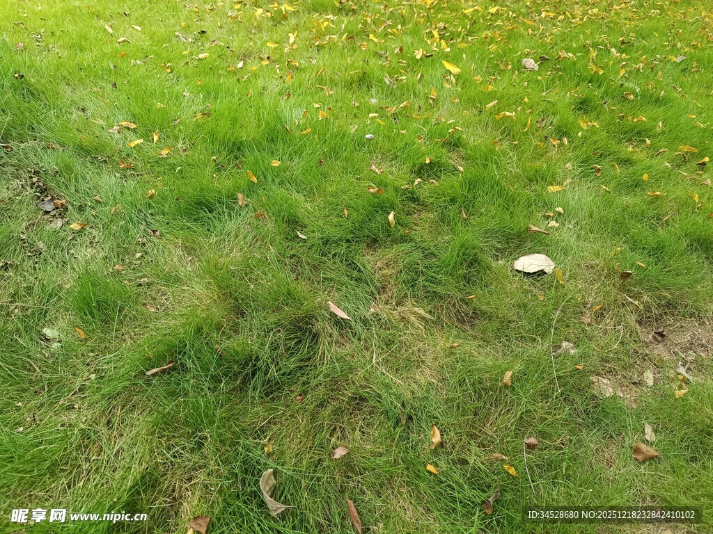 草地中的枯叶与杂物