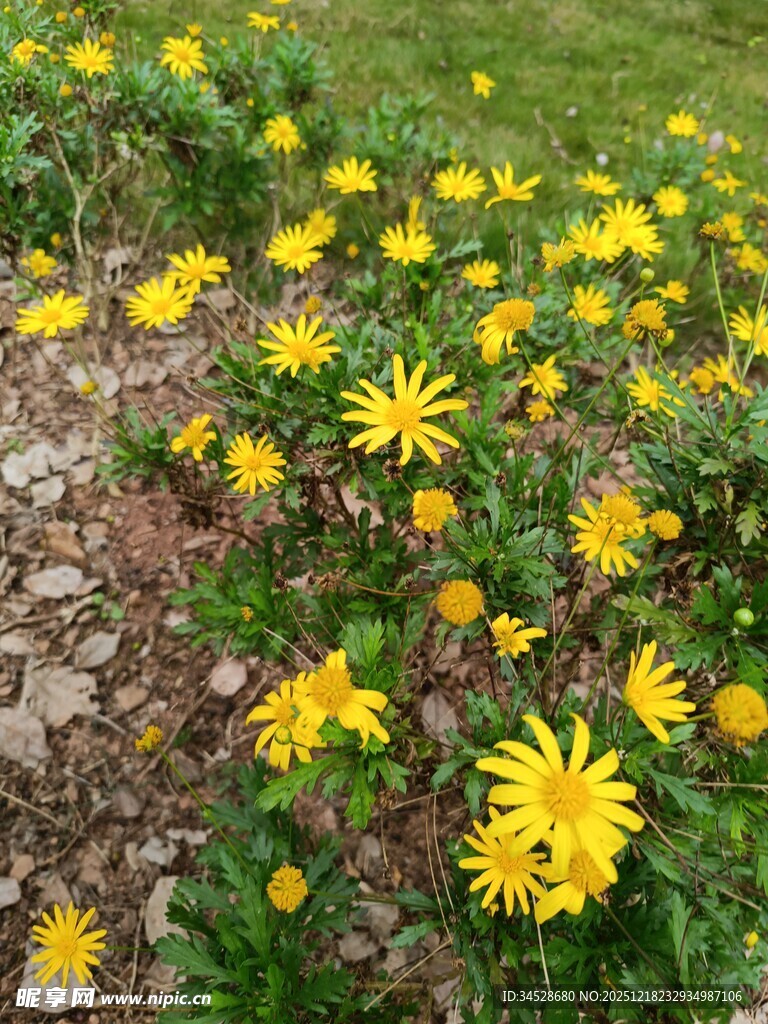 金黄灿烂的美丽小菊花