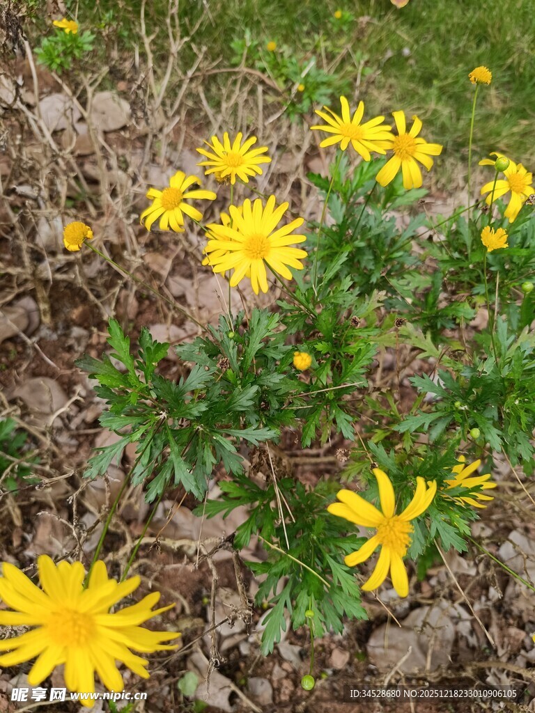 黄色小花绽放于泥土间